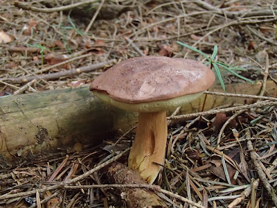 podgrzybek brunatny Boletus badius