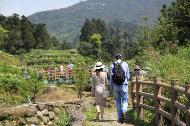 2017陽明山竹子湖海芋季-7