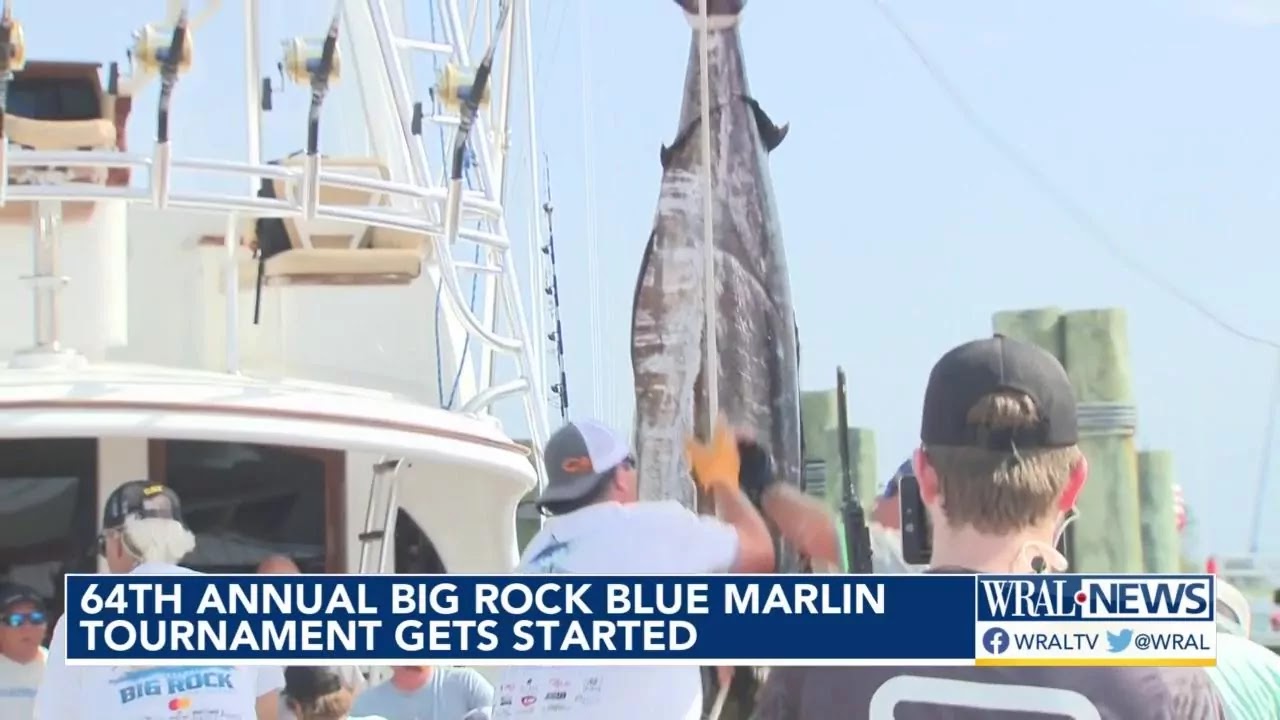 Excitement Builds as the Big Rock Blue Marlin Tournament Nears Its Climax