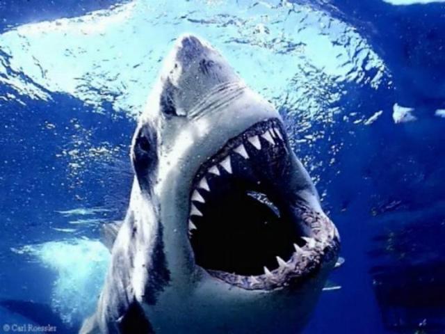 Israel Matzav: Zionist sharks wreak havoc in Sharm