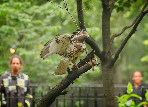 Tompkins Square red-tailed hawk fledgling