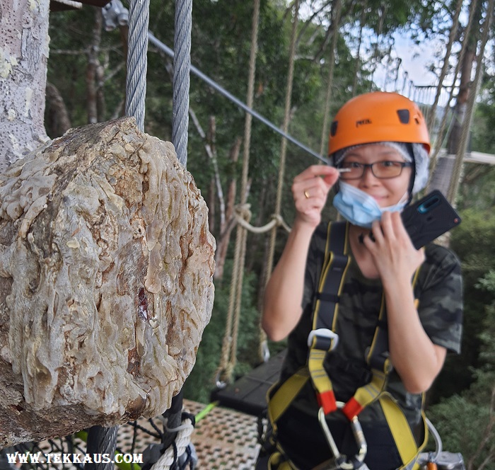 Get close to Nature In Penang Hill The Habitat