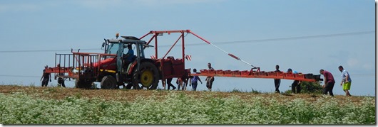 9 asparagus pickers