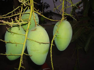 buah mangga gadung