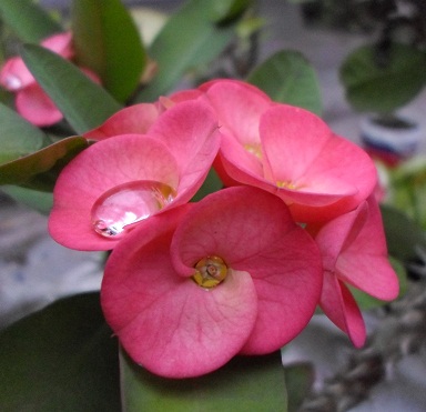 Adenium: Flowers