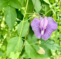 wild spurred pea