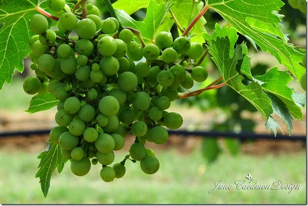 GrapeVine