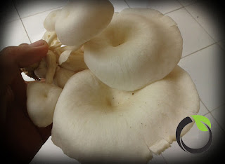 Kandungan gizi dan manfaat Jamur tiram (Pleurotus ostreatus)