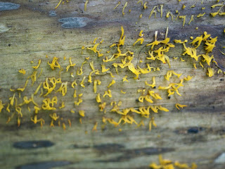 Calocère cornue - Calocera cornea - Calocère cornée - Calocère petite-corne