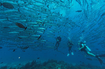 Barracuda Point: Sipadan Island, Malaysia