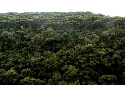 Floresta Nacional de São Francisco de Paula - RS