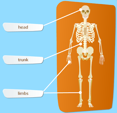 http://www.primaria.librosvivos.net/archivosCMS/3/3/16/usuarios/103294/9/the_skeleton_1/frame_prim.swf