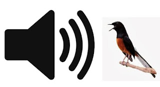 Suara Masteran Paling Cocok Untuk Burung Lomba