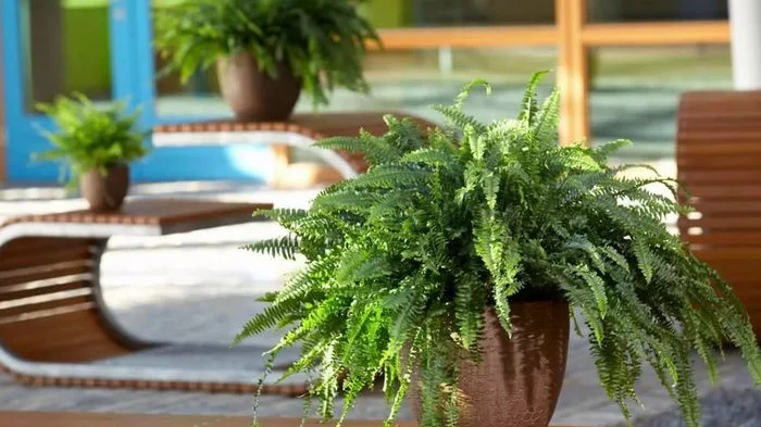 Why you can't keep a fern in the apartment: a few important reasons