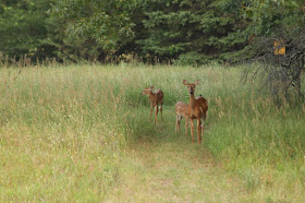 whitetail doe with spotted fawns