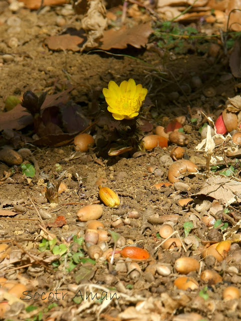 Adonis ramosa