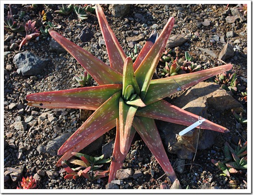 120414_RBG_Gasteria-sp