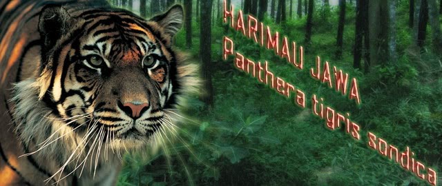 Benarkah Harimau Jawa Masih Ada Nizt Widia