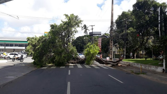 ÁRVORE DE GRANDE PORTE CAI NA ZONA NORTE DO RECIFE E COMPLICA O TRÂNSITO