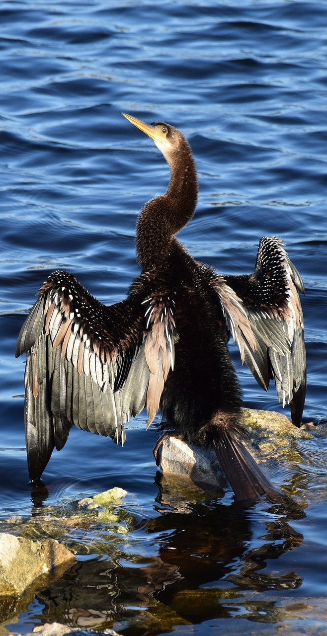 Amazing anhinga wing spread.