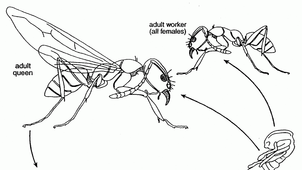 Fire Ants Life Cycle