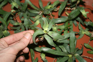 neoregelia liliputiana