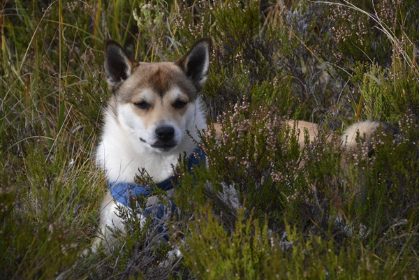 evjuvegen gulsvik lundehund