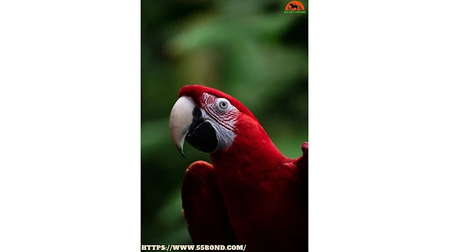 The most important information about the scarlet macaw