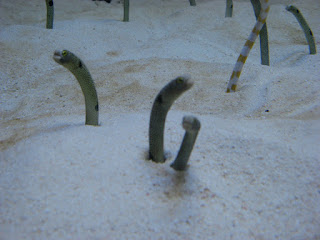 okinawa-kaisuiryokan-2