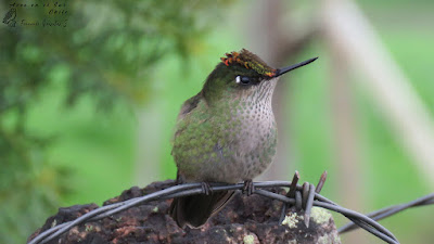 Picaflor (Sephanoides sephaniodes) / Cerros del Peñol, sector Olmopulli, comuna de Maullín.