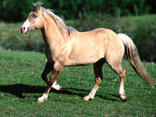 Horse Wallpapers