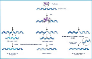 genome editing