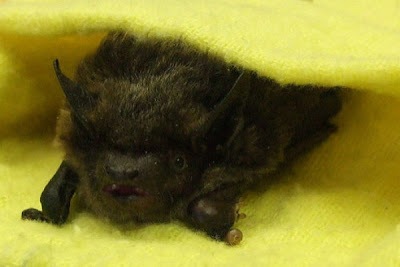 Blankets And Baby Bats Seen On www.coolpicturegallery.us