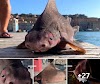Mutant shark with ріɡ fасe washed on Mediterranean coast