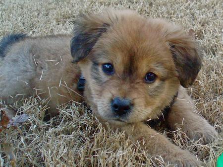 chow golden retriever mix puppies. a Golden Retriever mix.