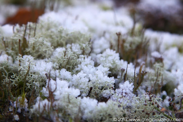 Lichens type Cladonia portentosa  givrés dans les Trois Pignons