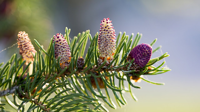 Pine Branch Flower HD Wallpaper