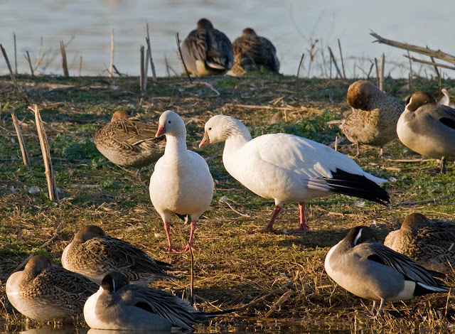 Ross's Goose