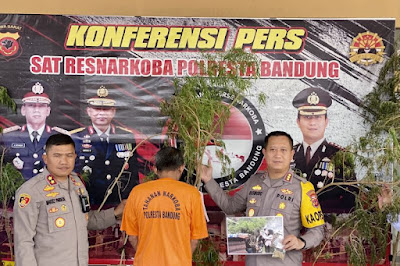 Penanaman Bibit Ganja Terungkap di Majalaya, Bandung