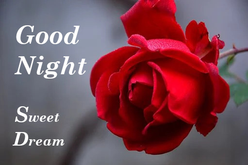 Good Night Rose Images,