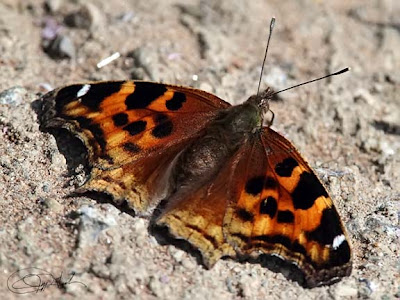 Compton Tortoiseshell