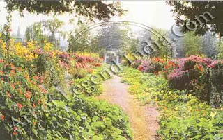 The central path, The view from the back door of the house looked down between the two yew trees along a broad central path overgrown by trailing nasturtiums. The trellises supported roses and clematis. 