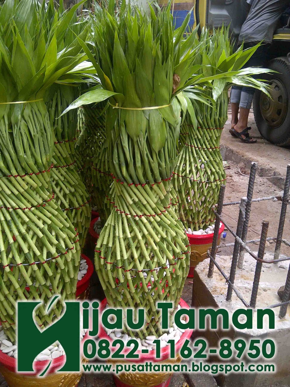 JUAL BAMBU HOKI GUCI  BAMBU SRI REJEKI TANAMAN  INDOOR 