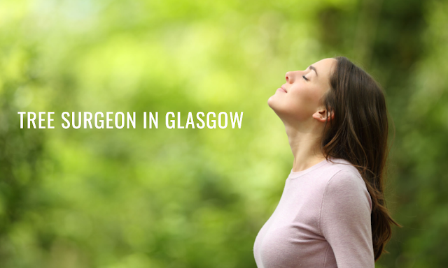 tree surgery in Glasgow