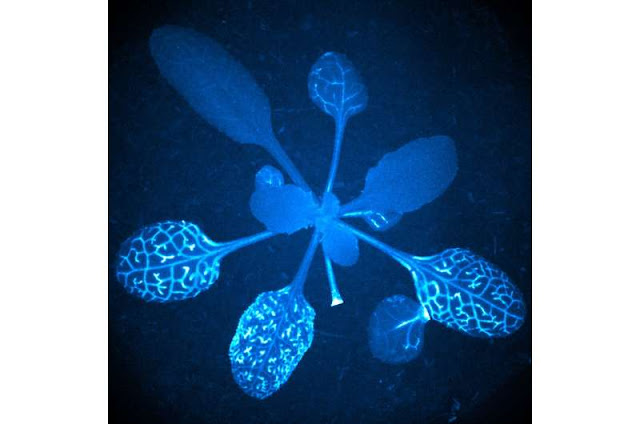 After a leaf is severed, a fluorescent calcium wave travels through the plant, carrying information about the injury to other leaves. Credit: Annalisa Bellandi