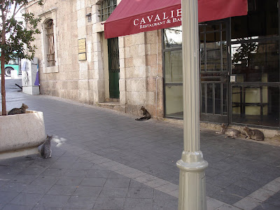 Cats waiting for the restaurant to open