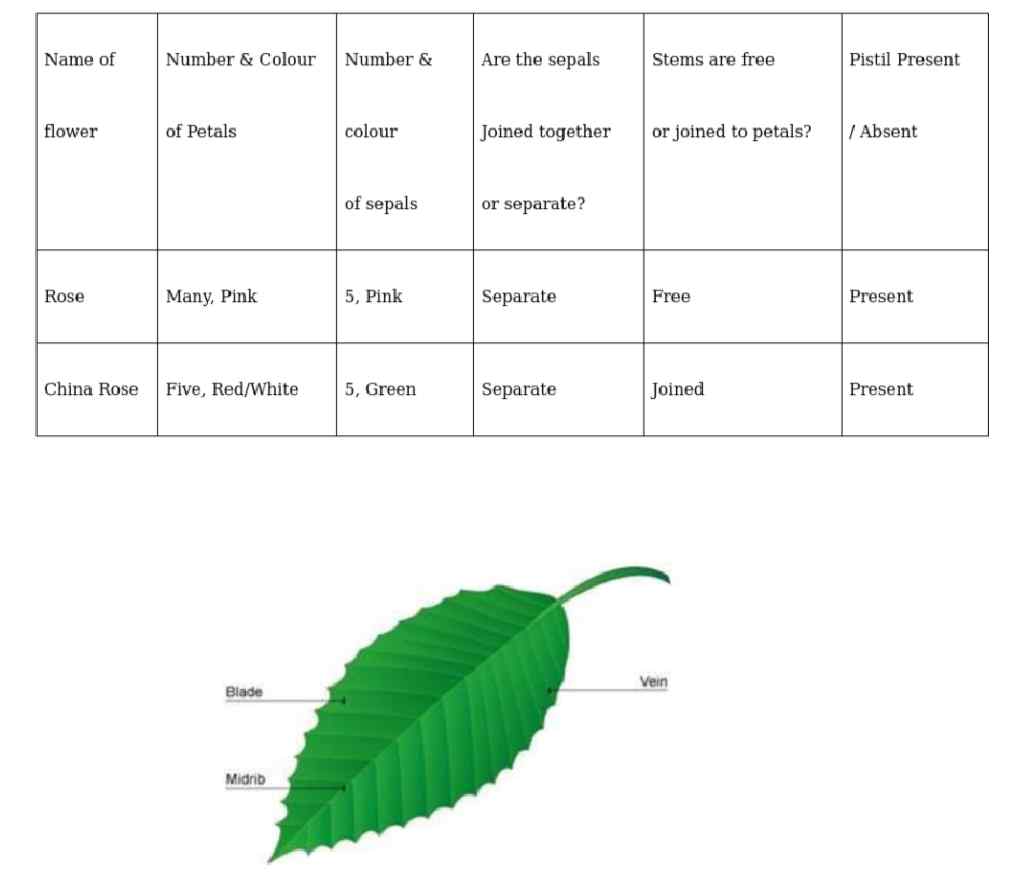 getting to know plants class 6 notes questions and answers in English | Class 6 Science Chapter 7 Getting to Know plants keywords | Class 6 science chapter 7 getting to know plants notes questions | Class 6 science chapter 7 getting to know plants notes solutions | Class 6 Science Chapter 7 Notes PDF | Class 6 Science Chapter 7 Getting to Know Plants PDF | Class 6 Science Getting to Know Plants Notes PDF Download | class 6 science chapter 7 getting to know plants notes | Class 6 Science Chapter 7 Getting to Know plants keywords | Class 6 science chapter 7 getting to know plants notes questions | Class 6 science chapter 7 getting to know plants notes solutions | Class 6 Science Chapter 7 Notes PDF | Class 6 Science Chapter 7 Getting to Know Plants PDF | Class 6 Science Getting to Know Plants Notes PDF Download | Science Class 6 Chapter 7 question answer | Class 6 Science Chapter 7 Getting to Know plants Notes | Chapter 7 science class 6 notes | Chapter 7 science class 6 pdf | Science Class 6 Chapter 7 question answer | NCERT Class 6 Science Chapter 7 PDF | Class 6 Science Chapter 7 Getting to Know plants Notes | Science class 6 chapter 7 question answer pdf | Science class 6 chapter 7 question answer mcq | Science class 6 chapter 7 question answer extra | chapter 7 science class 6 question answer for CBSE and U.P Board |
