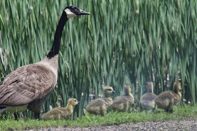 goose and goslings 