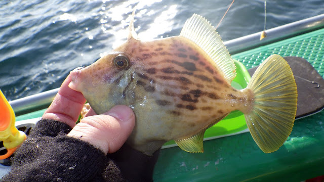 東京湾 カワハギ 浦安吉野屋