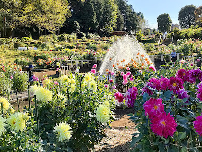 町田ダリア園